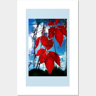 Red Leaves Posters and Art